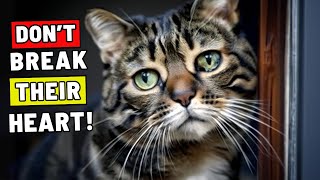 10 Mistakes That Break Your Cat’s Heart When You Leave Them Alone