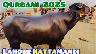 Lahore katta Mandi 2025 | Lahore Mandi update | Qurbani 2025 | Bakra Mandi lovers |