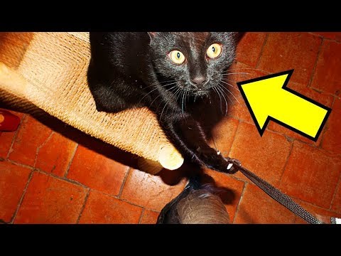 After Six Years Spent Living As A Stray, This Missing Cat Recognized A Face From Her Past