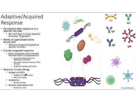 Adaptive Immunity--Chapter 15