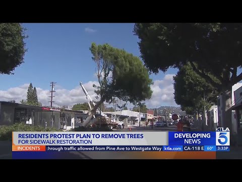Beverly Hills residents protest city effort to remove trees