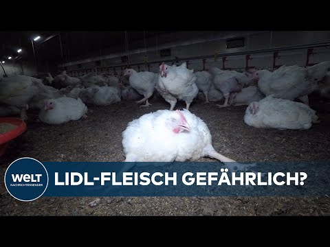, title : 'UNTERSUCHUNG: Antibiotikaresistente Bakterien und gefährliche Keime auf Lidl-Hühnerfleisch gefunden'