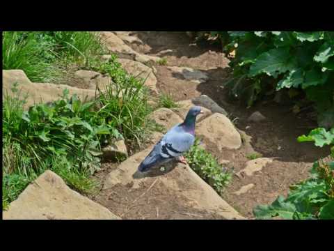 Aldaron  Paweł Czekalski  - Gdy  wieczorem