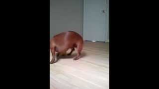 preview picture of video 'Charlie the Mini Dachshund funny playing with his tennis ball'