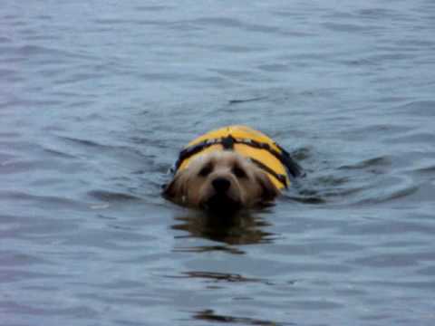 Trevor Scruffles - swimming sausage dog