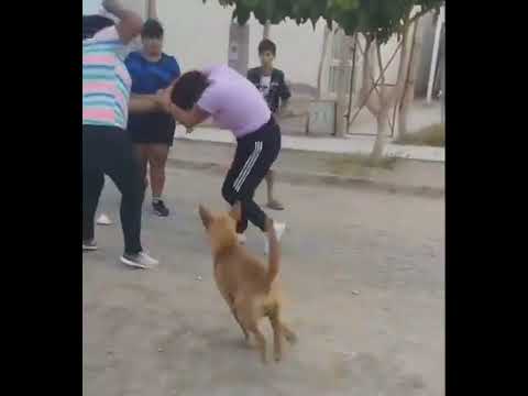 Pelea callejera: el video de dos mujeres a las trompadas en Rivadavia