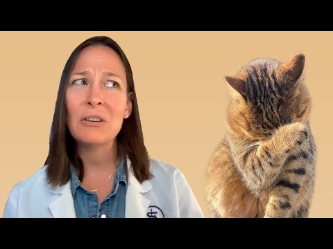 Top 10 Biggest Mistakes Cat Owners Make (A Vet's Perspective)