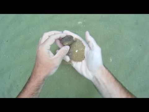 Kako naći školjku?