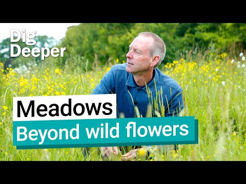 Meadows: A conspiracy between people and plants | Dig Deeper episode 11 | Kew