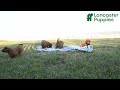 Mini Goldendoodle dogs for sale: Sammy - Video 1