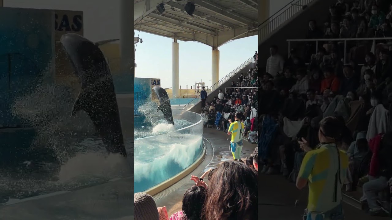 江ノ島水族館のエース ミレニーの濡れるかもしれないクルクル回りながらの連続ジャンプ！ イルカショー Wave ～きみの波になりたい～