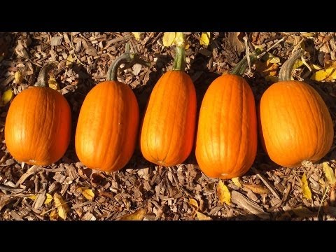 Garden Transitions: First Frost Video