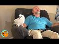 Parrot Becomes Dad S Gossip Buddy And Leaves Mom Off Board Cuddle Buddies