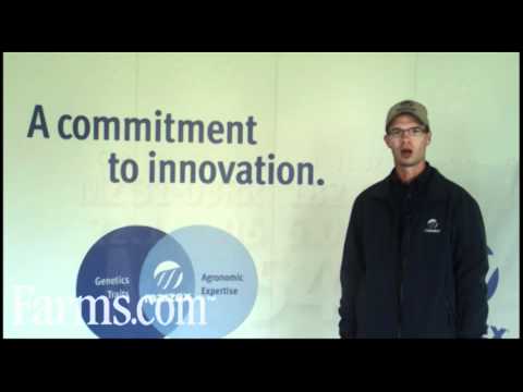 Maizex Seeds: MZ 3490 Smart Stax