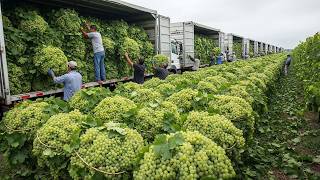 É Assim Que Os Agricultores Cultivaram E Colheram 75,3 Milhões De Toneladas De Uvas Em 2025