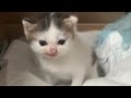 German Cat Meme Original