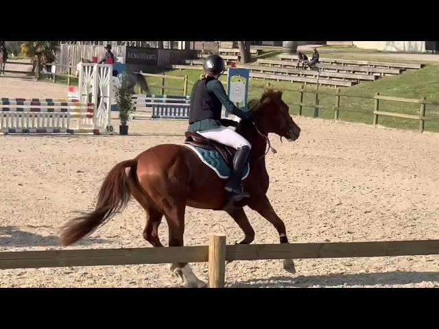 Caballo castrado Silla Franc&eacute;s En venta 2023 Alaz&aacute;n por PRESIDENT