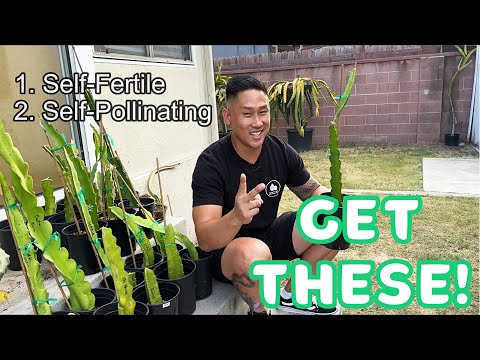 These Are My Top 5 Dragon Fruit Varieties. HIGHLY RECOMMEND! - 2023