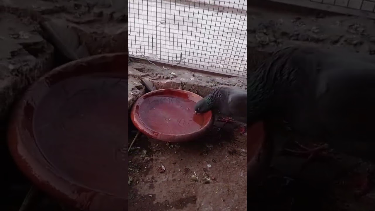 yah kabutar Pakda hai