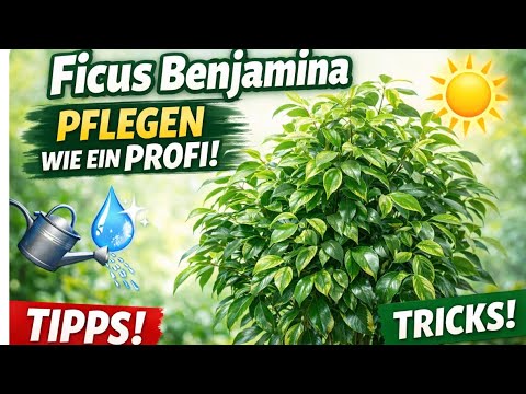 Ficus benjamina richtig pflegen ✅ So bleibt er gesund & schön!