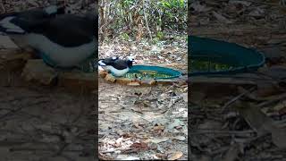 filhote de gralha picaça aprendendo a tomar banho