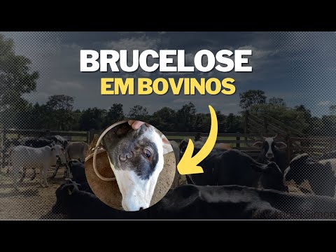 Brucelose, tudo que você precisa saber! | M.V André Simon