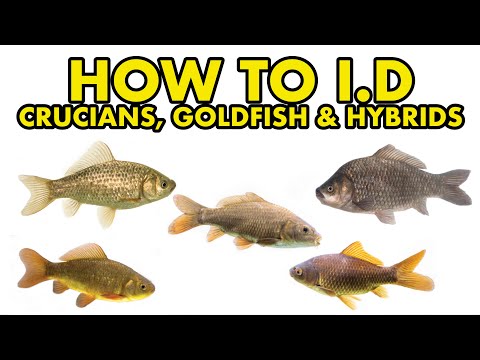 Crucian, Goldfish, Prussian Carp: HOW TO I.D