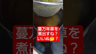 【農学修士地獄#健康 】#蔓万年草 を煮出す。いつもより濃く、煮出したんや#貧乏生活 #ベランダ菜園 #健康飲食 #独身中年 。