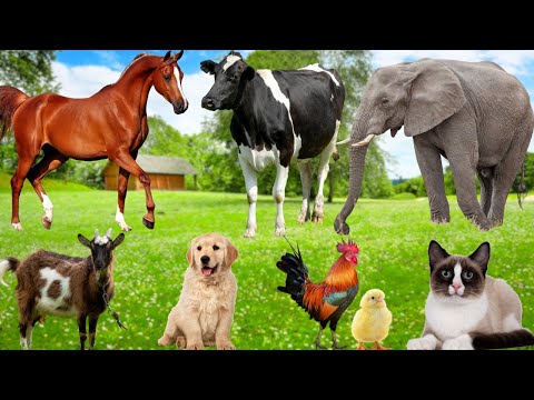 Cute Little Animals: Lamb, Kitten, Puppy, Duckling, Pig, Rabbit, Cow, Buffalo, Deer – Animal Sounds