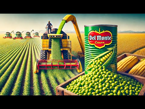 Inside the Mega Factories That Produce 100,000 Cans of Sweet Corn PER DAY