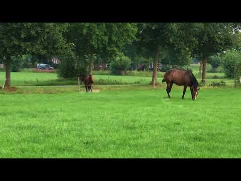 Michigan P (Comme Il Faut x Plot Blue)