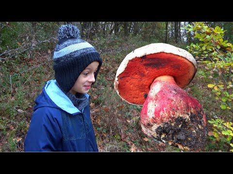 VRAŽJI VRGANJ * Ludara * Boletus satanas / Rubroboletus satanas