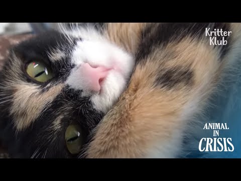 Reason Behind Stray Cat Hiding Herself Behind The People Is…? | Animal in Crisis EP257