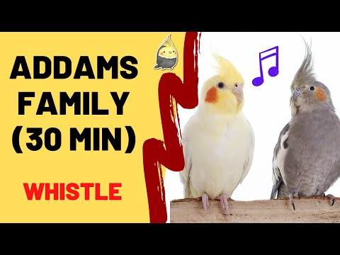 ADDAMS FAMILY WHISTLE (30 Min) - Cockatiel Singing Training - Bird Whistling Practice