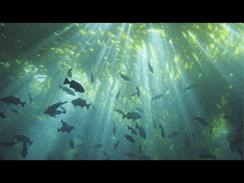 lovvbear - CONFESSION FROM A COLD HEART [Official Lyric Video] #g59 #undergroundrap #bones 