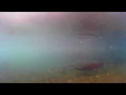 Wild Oregon Coho Underwater - Short
