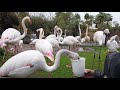 Phoenix Zoo Backstage Adventure Greater Flamingo Feeding