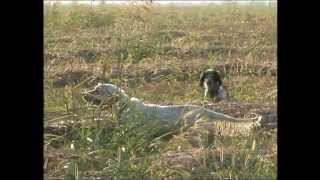 You tube caccia in Bulgaria filmato DimecaCACCIA IN BULGARIA CON LA DIMECA parte I