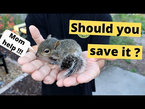 3rd YouTube video about how long can a baby squirrel go without eating