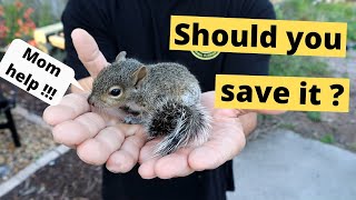 How to save a baby squirrel (should you?)