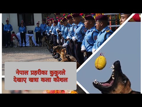 Celebrating Kukur Tihar By Nepal police | नेपाल प्रहरीले यसरी मनायो कुकुर तिहार | Dog tihar | Deusi