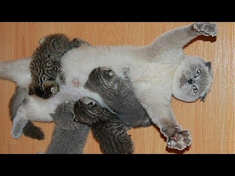 Mom Cats Love Their Kittens Compilation NEW - YouTube