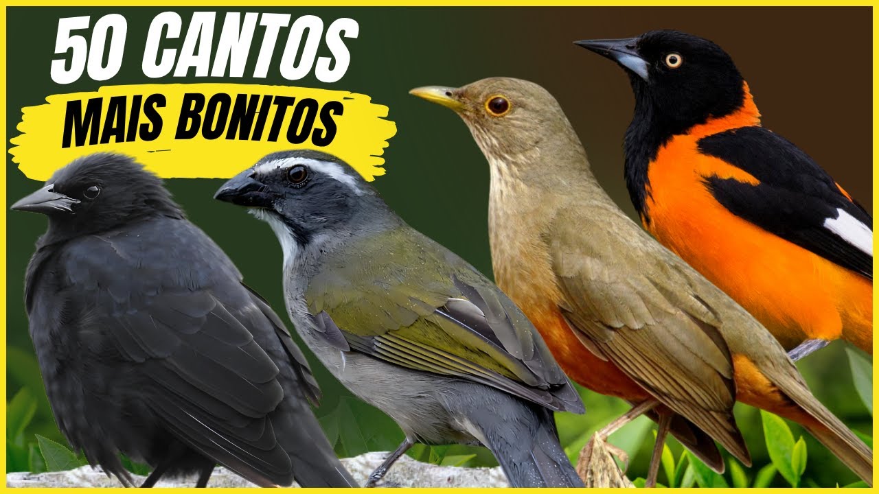 50 Cantos De Aves "MAIS BONITOS" Do BRASIL !!!