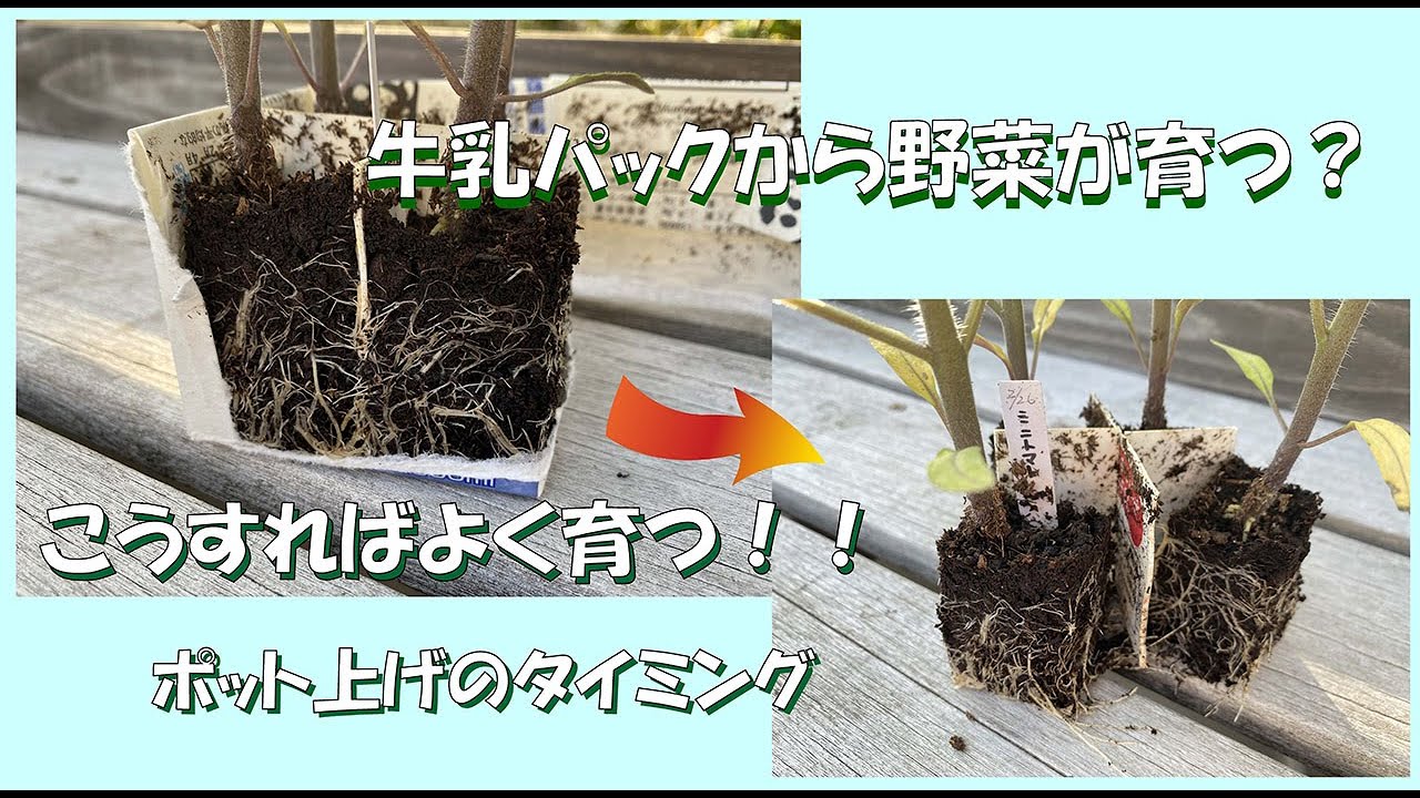 ミニトマトのセル苗をポット上げする