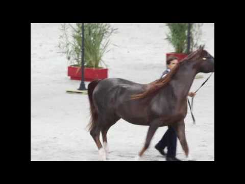 Senior Male - Group  B Winner - IM Bayard Cathare