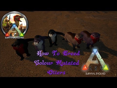 Ark Survival Evolved How To Breed Fully Colour Mutated Otters
