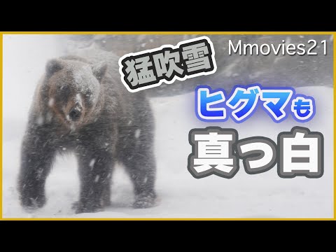 youtube-動物記事1970/01/01 09:00:00