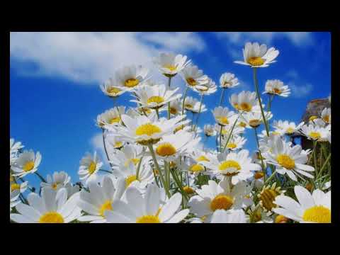 Atâtea flori /  Silviu Ionatan Iovu