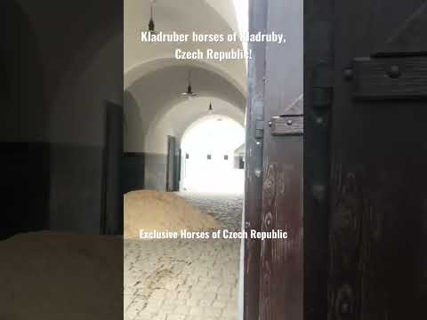 , title : 'Kladruber horses of Kladruby,Czech Republic  #trending #viral #horse #stable #visitczechrepublic'