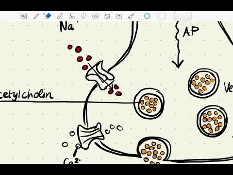 Was passiert an einer Synapse?